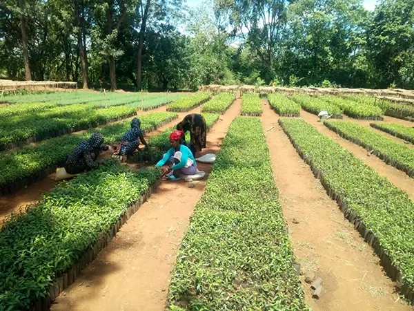 content image 03